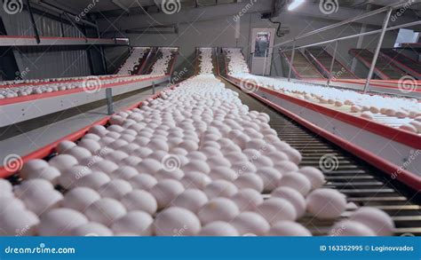Chicken Eggs Move Along The Conveyor Belt Stock Video Video Of Farm Industry 163352995