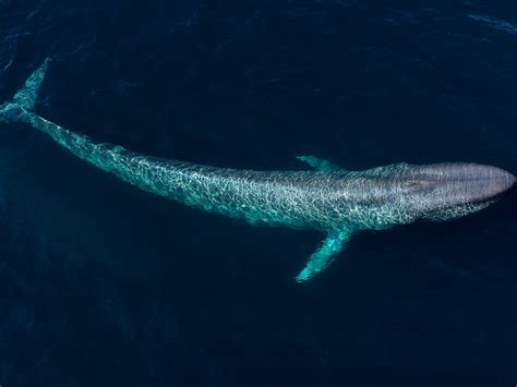 Biggest Whale In The World Name 10 Oldest Whale Species In The World