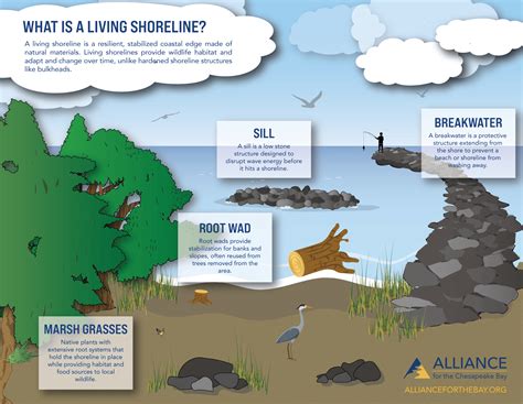 Living Shorelines Alliance For The Chesapeake Bay