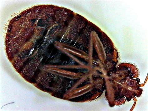 Male Vs Female Bed Bug How To Tell The Difference With Photos