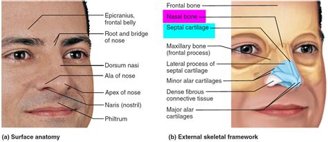 Nose Anatomy Bony Septum