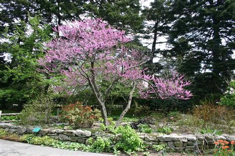 Great Trees For Small Yards Drought Tolerant Landscape Front Yard