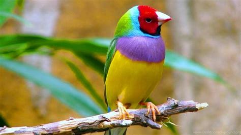 Wallpapers Birds 57 Background Pictures