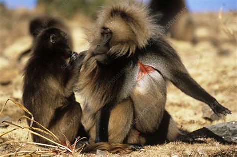 Gelada Baboons Grooming Stock Image Z9100136 Science Photo Library