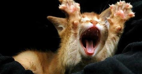 15 Adorable Roaring Kittens Kittens Cat Portraits Funny Animals