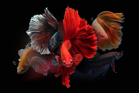 40 Types Of Betta Fish Too Beautiful To Miss