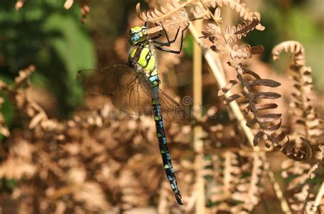 A Beautiful Southern Hawker Dragonfly Aeshna Cyanea Perching On The