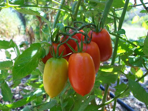 Easy Steps On How To Grow Tomatoes At Home