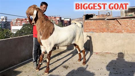 Biggest Goat Ajmera Palne Wala At Amjad Goats Jaipur Youtube