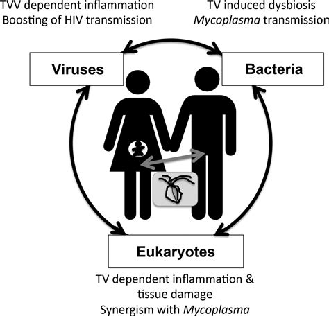 Trichomonas Vaginalis Virulence Factors An Integrative Overview