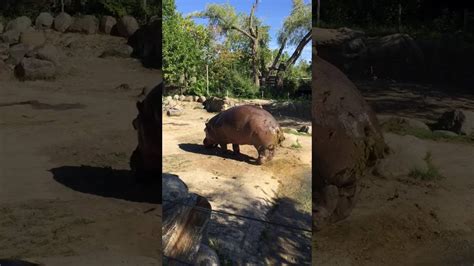 Worlds Biggest Explosive Poo Hippo Youtube