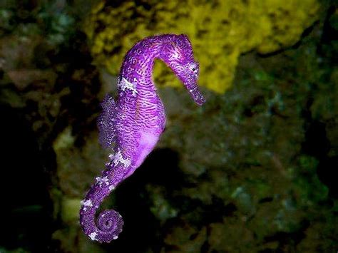 Purple Seahorse Seahorse Purple Fish Seaworld Hd Wallpaper Peakpx