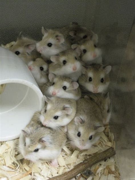 Breeding Information For Roborovski Dwarf Hamsters Hamster Care Guide