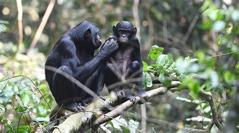 Beleszólnak fiaik párválasztásába a bonobó anyák | Érdekes Világ