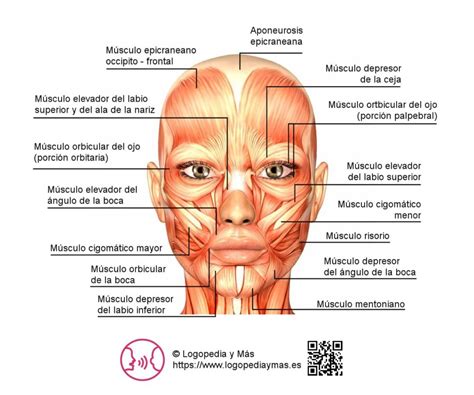 MÚsculos De La Cara 🥇 AnatomÍa Y Funciones