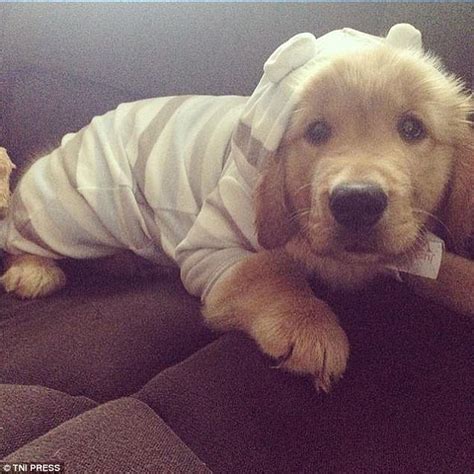 Photos Capture Puppies Dressed In Pyjamas Daily Mail Online