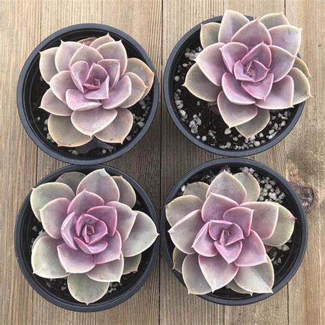 Shop Specific Succulent Plants At Harddy Harddy