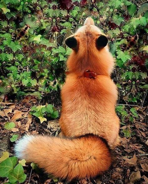 Foxman On Instagram “fluffy Via Smthnew Credit Unknow Dm For