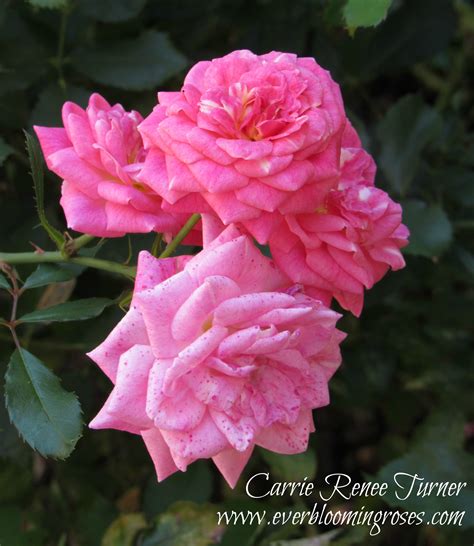 Pretty In Pink Ever Blooming Roses