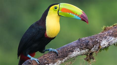 Keel Billed Toucan Images Full Hd Pics Wallpapers Galleries