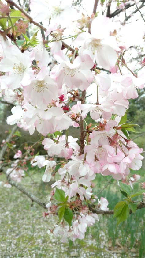 Very Beautiful Cherry Blossoms Gardening