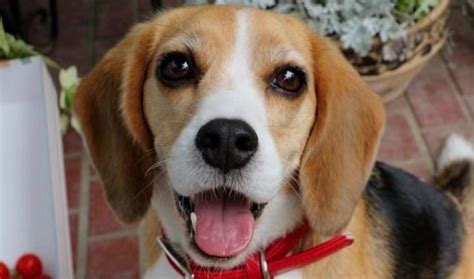 14 Funny Beagle Facts To Make You Smile Petpress
