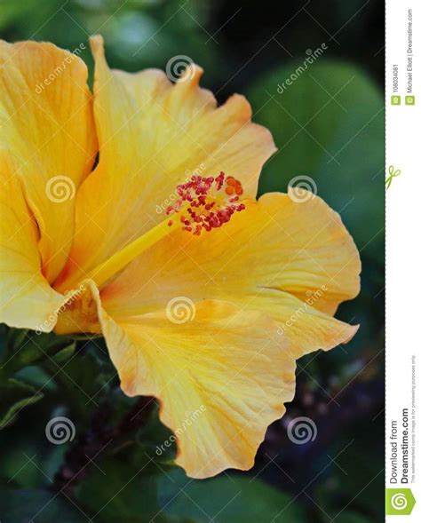 Yellow Hibiscus Flower With Dark Background Stock Image