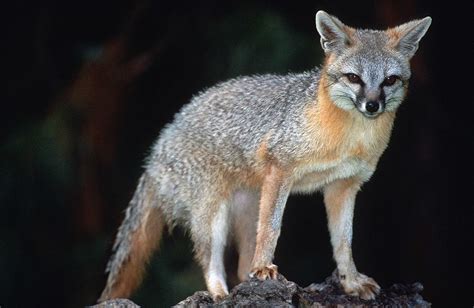 Gray Fox Urocyon Cinereoargenteus Minnesota Mammals Umn Duluth
