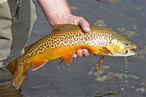 Tiger Trout Fish Trout Fly Fishing Tips
