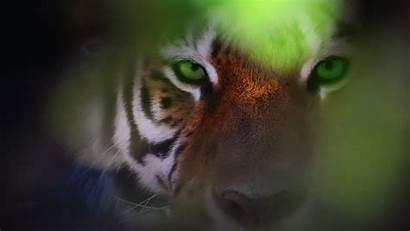 Tiger Eyes Siberian Snow Wallpapers Tigers Hdwallpapers