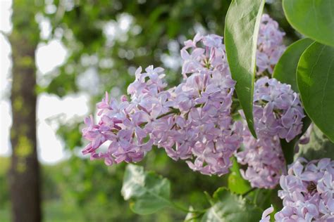 How To Prune Lilac Bushes