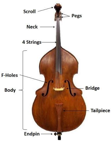 Questions answered in this video: Parts Of A Cello Diagram - Free Wiring Diagram
