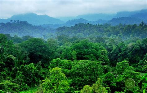 Assam Modi Government Sells Dehing Patkai Reserve Forest Aisa