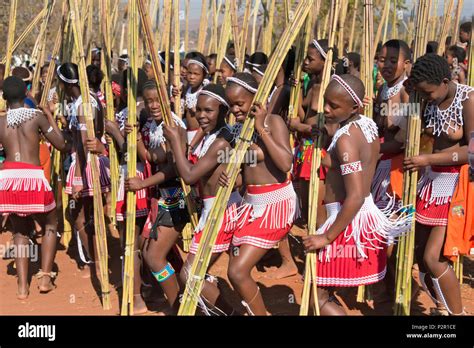 Swazi Mädchen Mit Schilf Parade In Umhlanga Reed Dance Festival