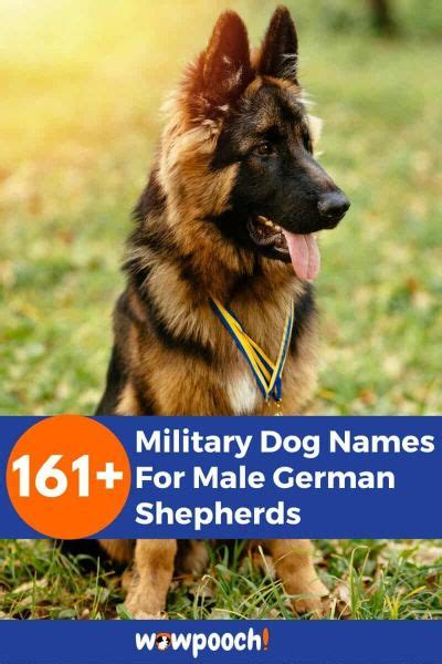 161 Military Dog Names For Male German Shepherds Wowpooch