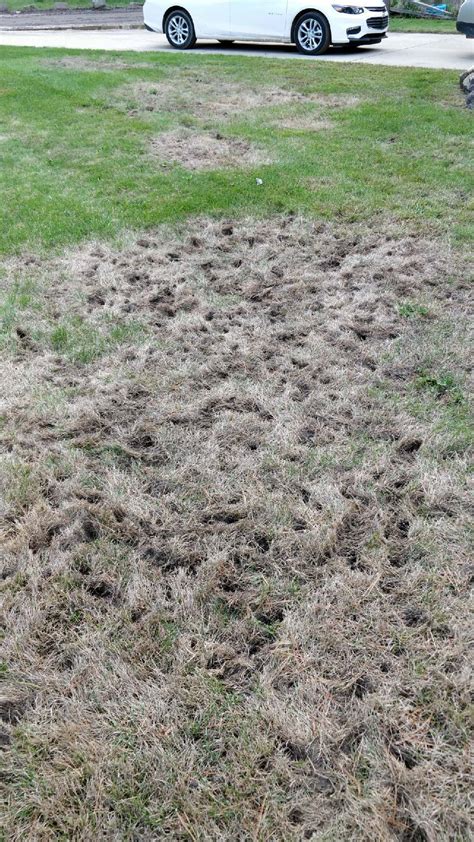 Holes In Lawn And Dying Grass Ask Extension