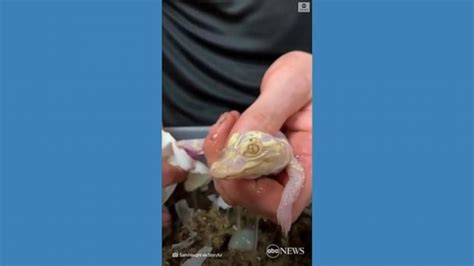 Video Have You Ever Seen An Albino Alligator Hatch Now You Have Abc