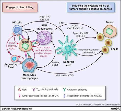 Figure 1 Roles For Innate Immunity In Combination Immunotherapies Cancer Research