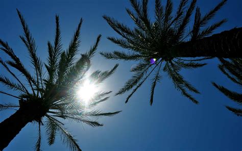 Sunlight Through Palm Trees Mac Wallpaper Download Allmacwallpaper