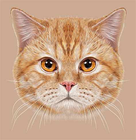 Tabby Cat Illustrations Royalty Free Vector Graphics