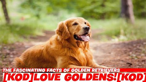 The Fascinating Facts Of Golden Retrievers Youtube