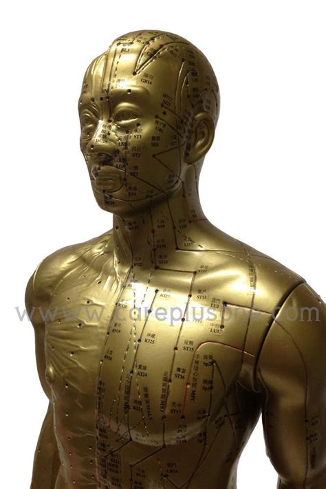Acupuncture Point Model Golden Copper Human Body Male 33 84cm