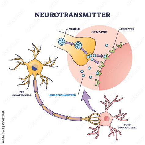 Neurotransmitter Process With Synapse Vesicle And Receptors Outline