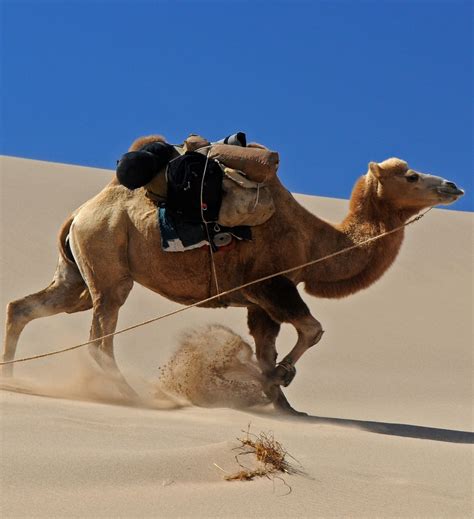 The camel walk originated as a ragtime dance in the early 20th century. The Camel - The all purpose desert vehicle - About Wild ...