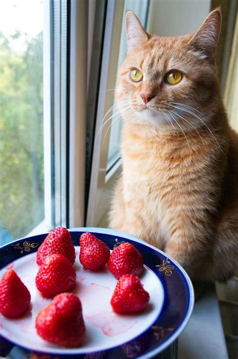 Can cats eat strawberries ? Can Cats Eat Strawberries? Are There Any Benefits?
