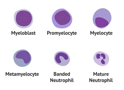 Myelocyte And Metamyelocyte