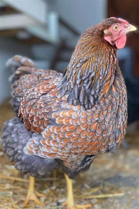 Top American Chicken Breeds Appearance Temperament Eggs