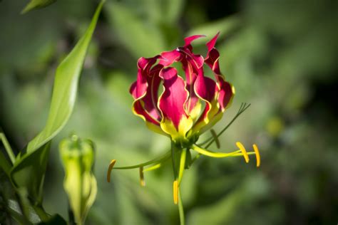 These lilies may grow to be as tall as 5' feet. Gloriosa Lily | These flowers are so cool. They look like ...