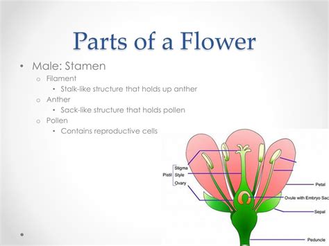Ppt Plant Anatomy And Physiology Powerpoint Presentation Free