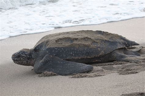 Leatherback Turtle — Jamaican Petrel